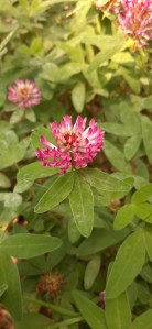 metsäapila-trifolium-medium3