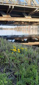 rantarentukka-caltha-palustris-ssp-palustris2