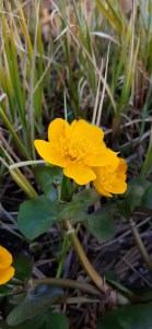 rantarentukka-caltha-palustris-ssp-palustris3