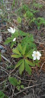 valkovuokko-anemone-nemoros4