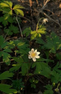 valkovuokko-anemone-nemorosa3