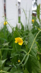 ranunculus-auricomus2