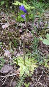 siniyökönlehti-pinguicula-vulgaris5