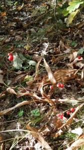 kielo-convallaria-majalis3