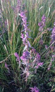 lännensuolasänkiö-odontites-litoralis-ssp.litoralis