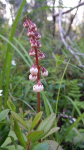 pikkutalvikki-pyrola-minor4