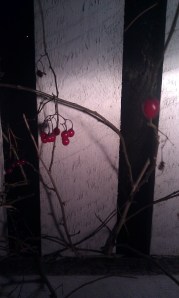 punakoiso-solanum-dulcamara3