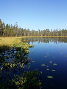 raate-menyanthes-trifoliata4