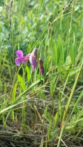 rantanätkelmä-lathyrus-palustris2