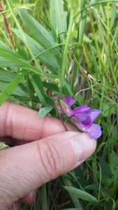 rantanätkelmä-lathyrus-palustris3