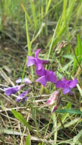 rantanätkelmä-lathyrus-palustris4