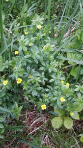 rätvänä-potentilla-erecta4