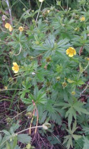 rätvänä2-potentilla-erecta