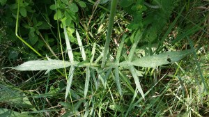 ruusuruoho-knautia-arvensis4