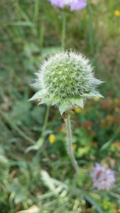 ruusuruoho-knautia-arvensis5