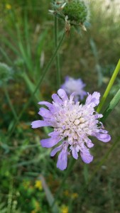 ruusuruoho-knautia-arvensis6