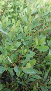 suomyrtti-myrica-gale2