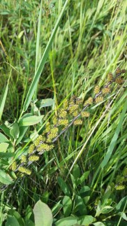 suomyrtti-myrica-gale4