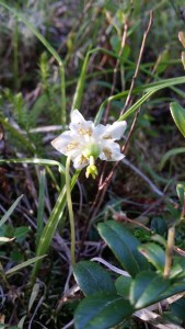 tähtitalvikki-moneses-uniflora5