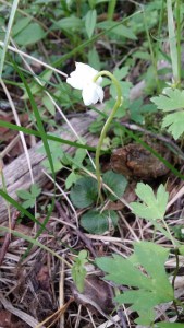 tähtitalvikki-moneses-uniflora7