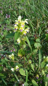 kirjopillike-galeopsis-speciosa2