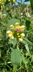 kirjopillike-galeopsis-speciosa5