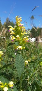 kirjopillike-galeopsis-speciosa6