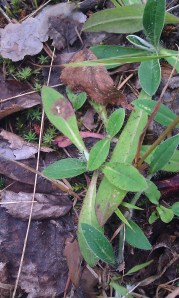 huopakeltano-pilosella-officinarum-ssp-pilosella