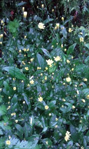 keltalinnunkaali-lapsana-communis-ssp-communis3