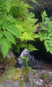 korpi-imarre-phegopteris-connectilis3