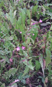 lehtohorsma-epilobium-montanum