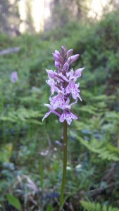 korpimaariankämmekkä-dactylorhiza-maculata-ssp-maculata
