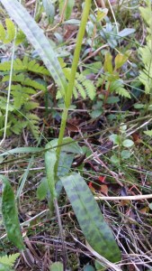 korpimaariankämmekkä-dactylorhiza-maculata-ssp-maculata3