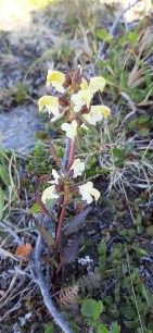 lapinkuusio-pedicularis-lapponica7