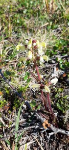 lapinkuusio-pedicularis-lapponica8