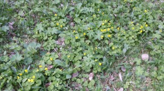 lapinorvokki-viola-biflora4