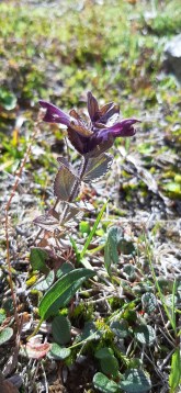punakko-bartsia-alpina4