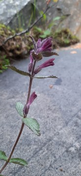 punakko-bartsia-alpina6