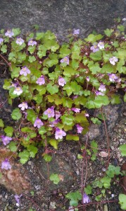 rauniokilkka-cymbalaria-muralis