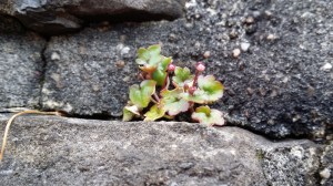 rauniokilkka-cymbalaria-muralis2