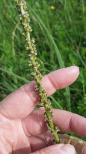 triglochin-maritima3