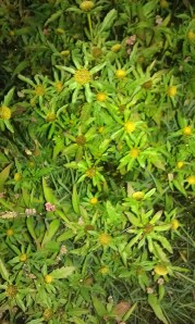 säderusokki-bidens-radiata