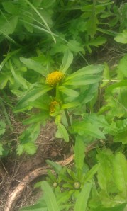 säderusokki-bidens-radiata2