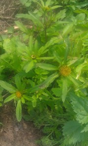 säderusokki-bidens-radiata3