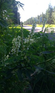 valkomesikkä-melilotus-albus2