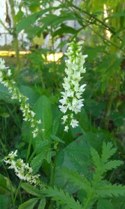 valkomesikkä-melilotus-albus3