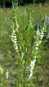 valkomesikkä-melilotus-albus5