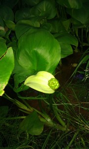 vehka-calla-palustris