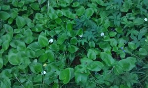 vehka-calla-palustris2