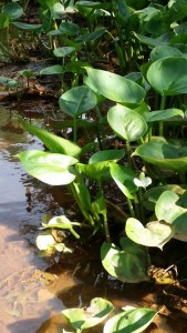 vehka-calla-palustris4